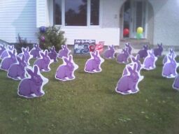 Bunny.comboLR Copy